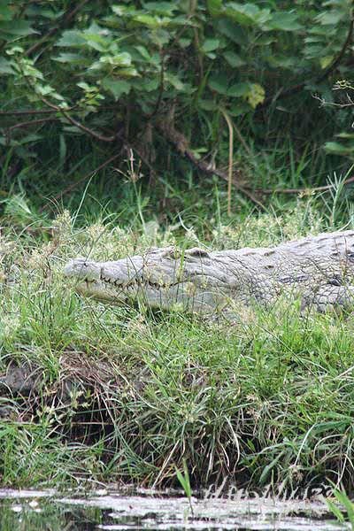 Mud Maps Africa Murchison Falls NP 2703